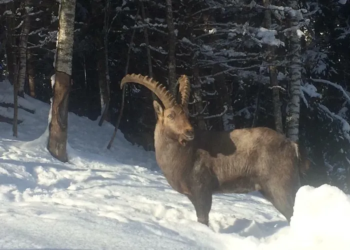 Einoedberg Lejlighed